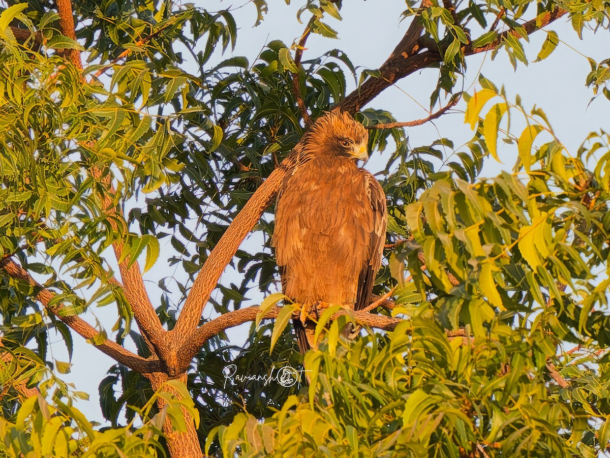 Booted Eagle - ML629077972