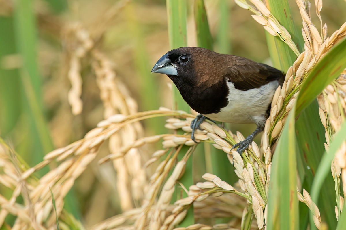 Javan Munia - ML629078118