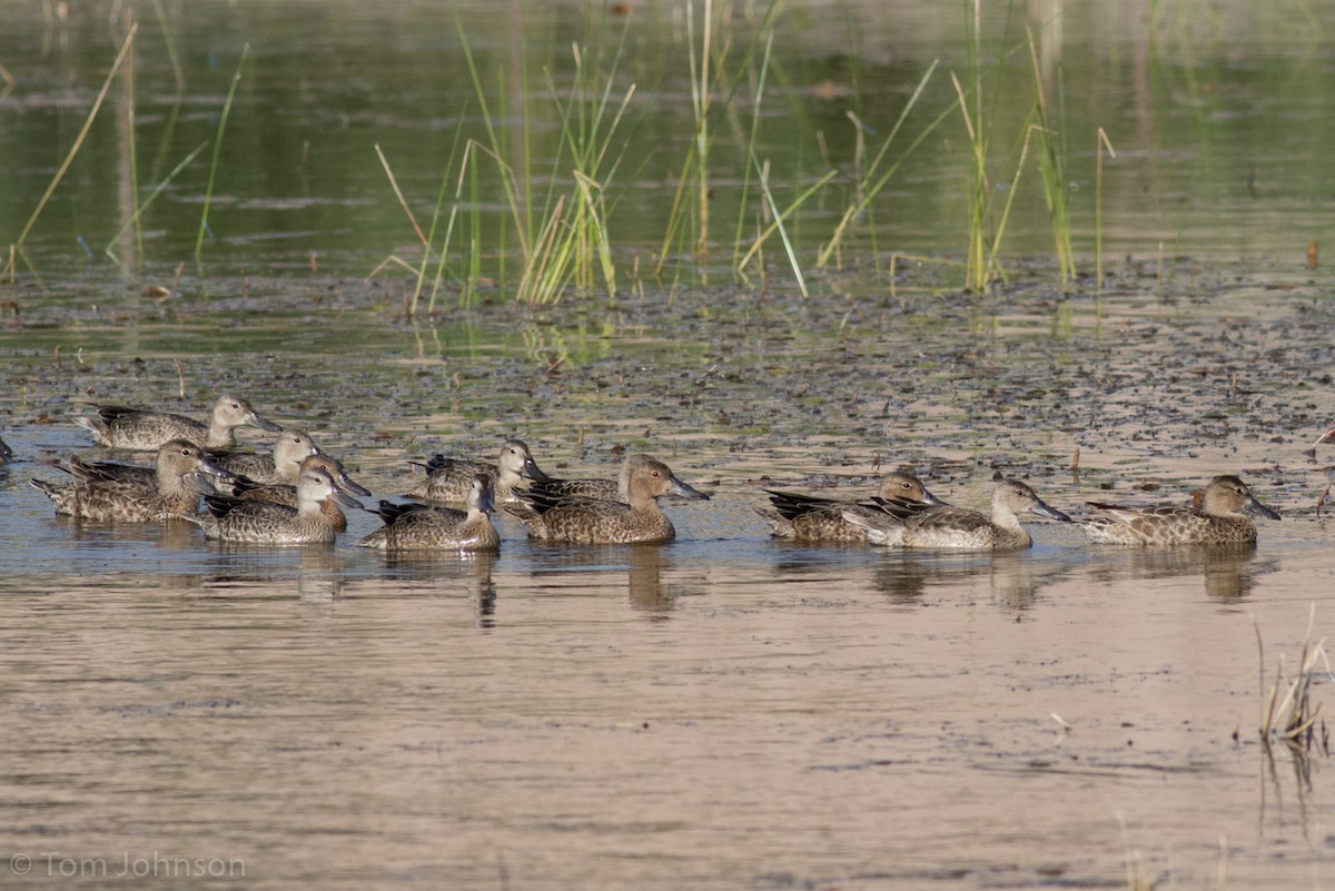 Cinnamon Teal - ML62907831