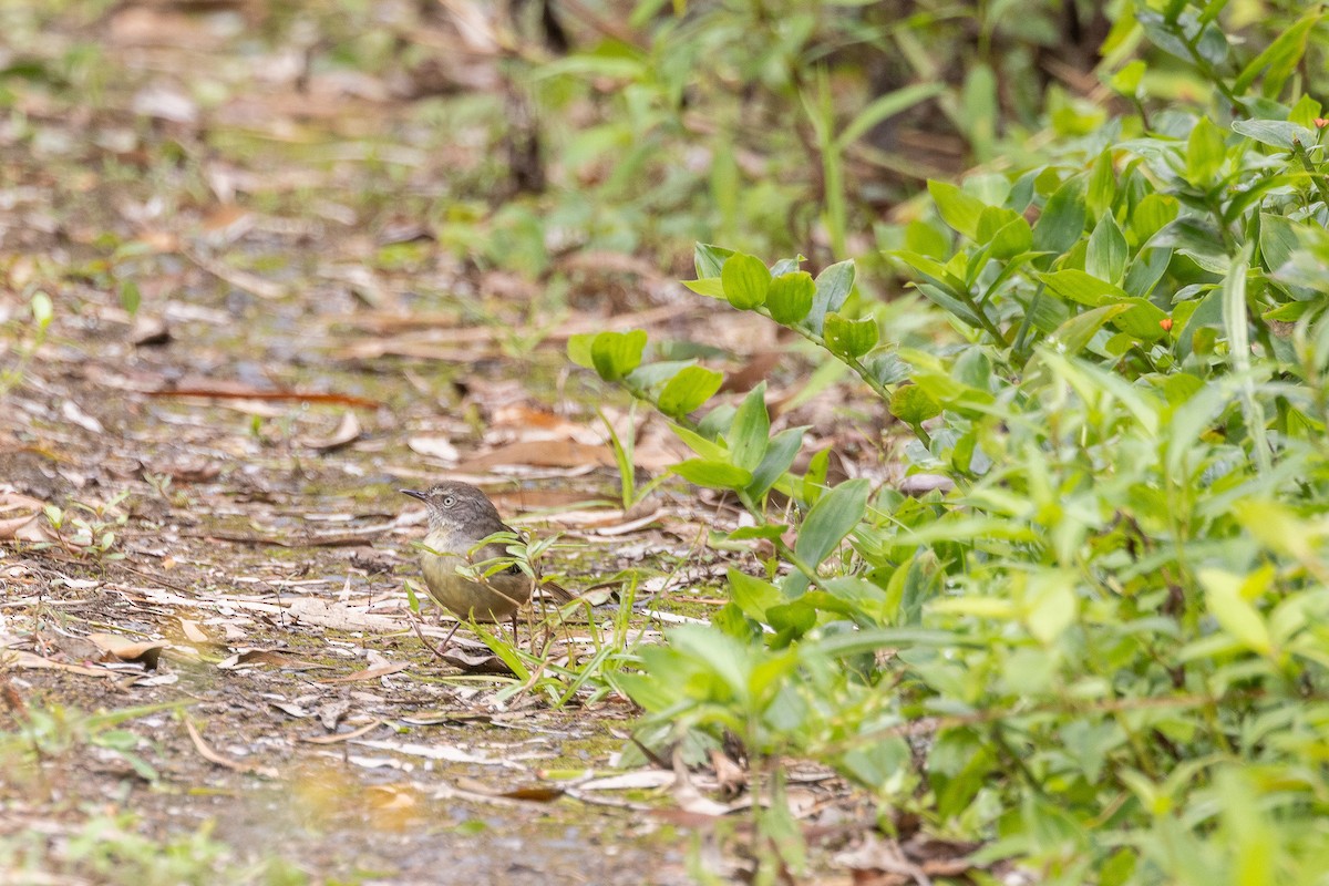 White-browed Scrubwren - ML629078421