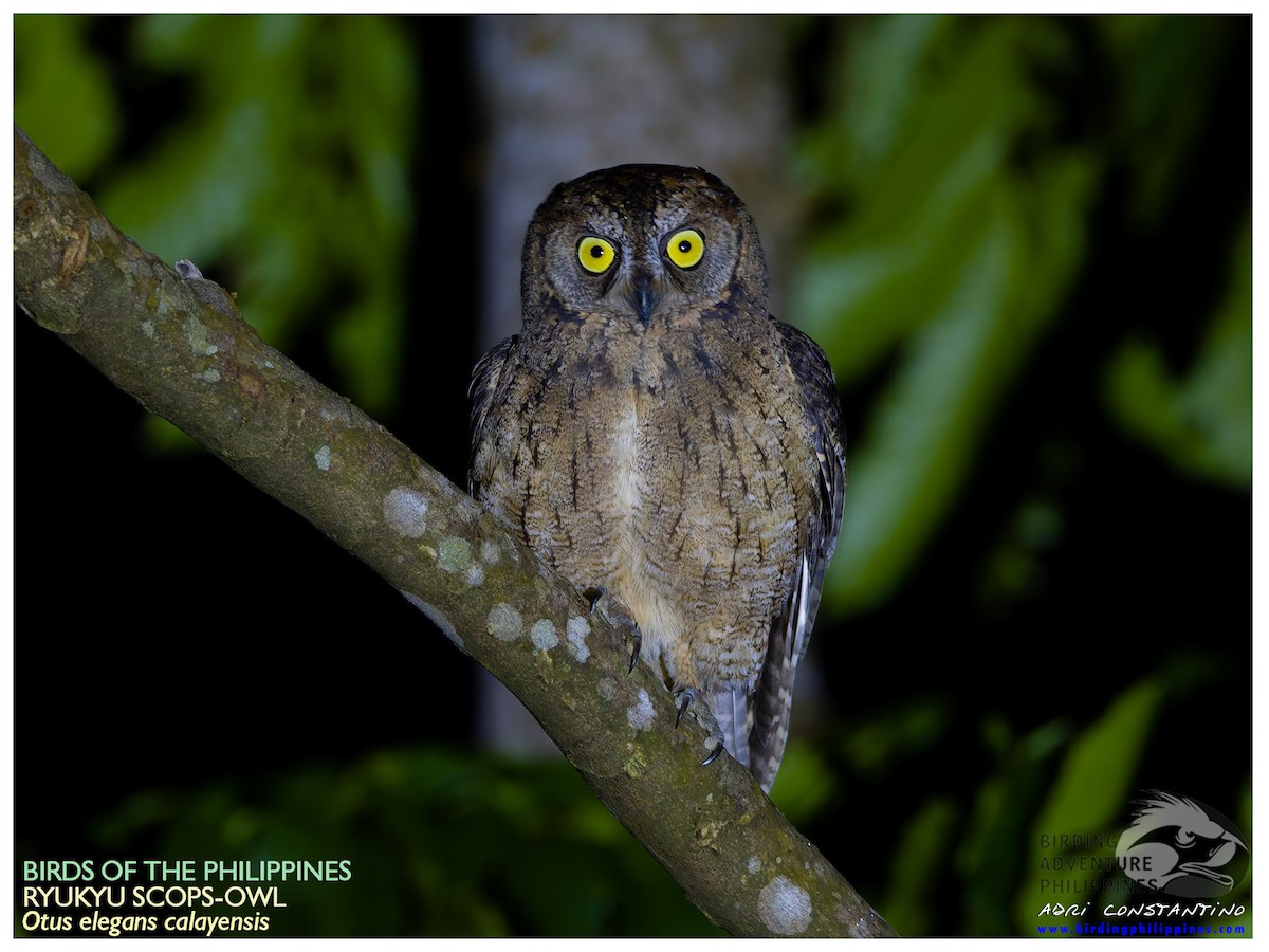 Ryukyu Scops-Owl - ML629078498