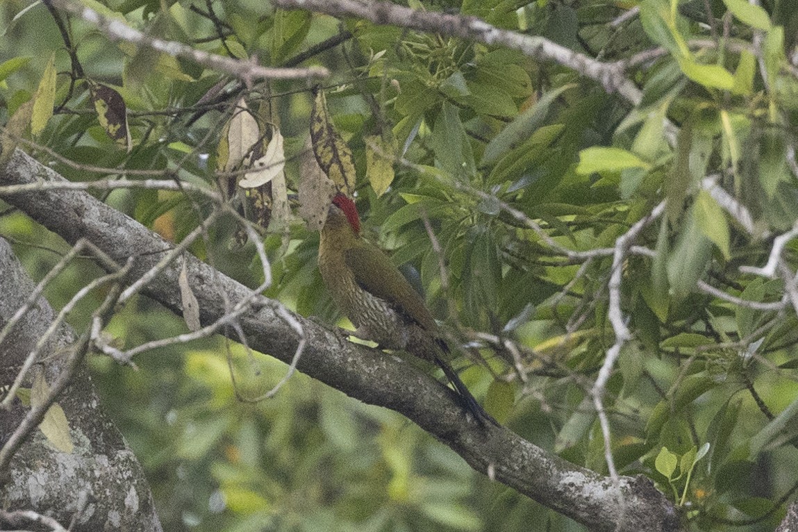 Laced Woodpecker - ML629078576