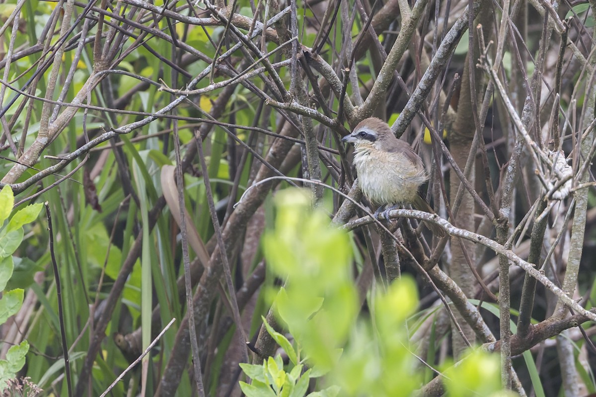 Brown Shrike - ML629078583