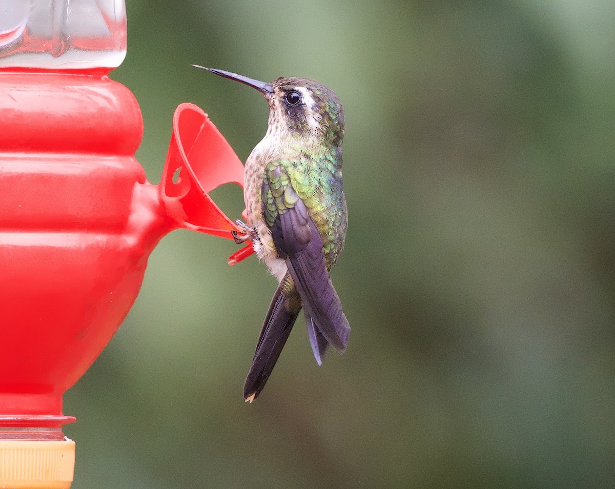 Speckled Hummingbird - ML629078631