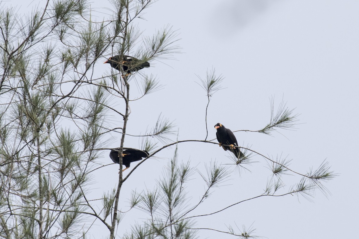 Common Hill Myna - ML629078635