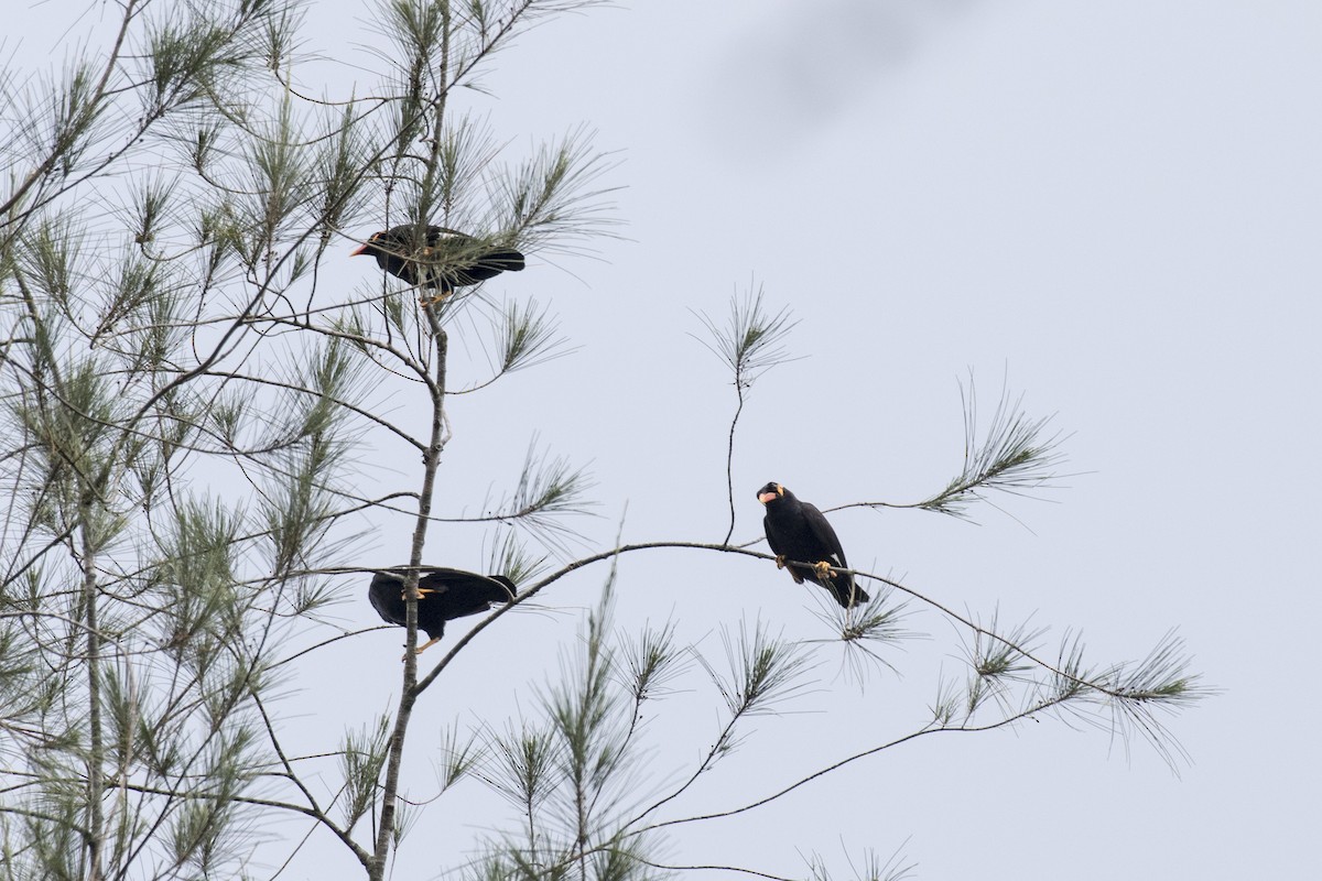 Common Hill Myna - ML629078636