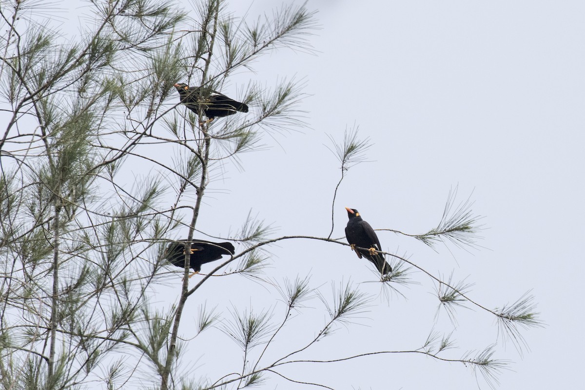 Common Hill Myna - ML629078637