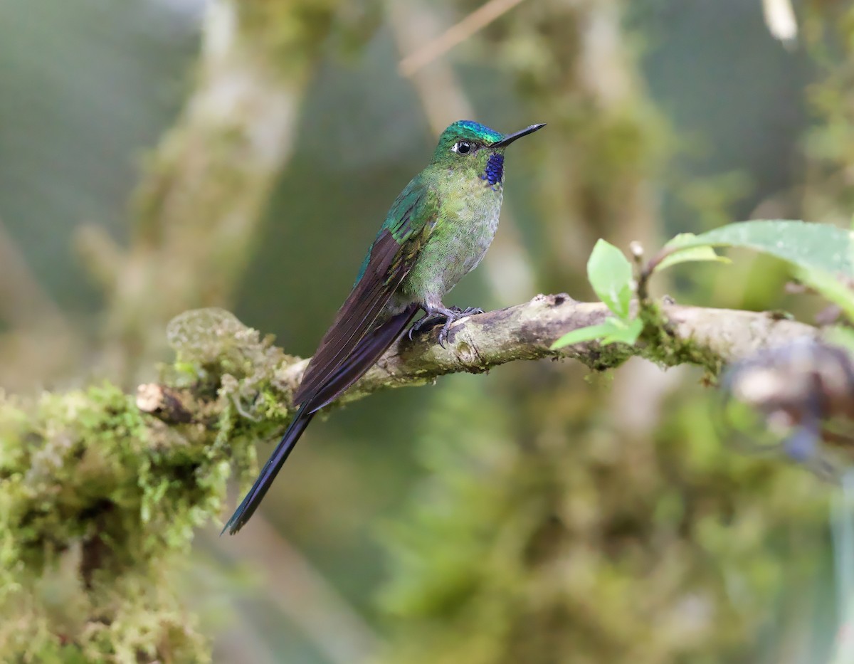 Long-tailed Sylph - ML629078642