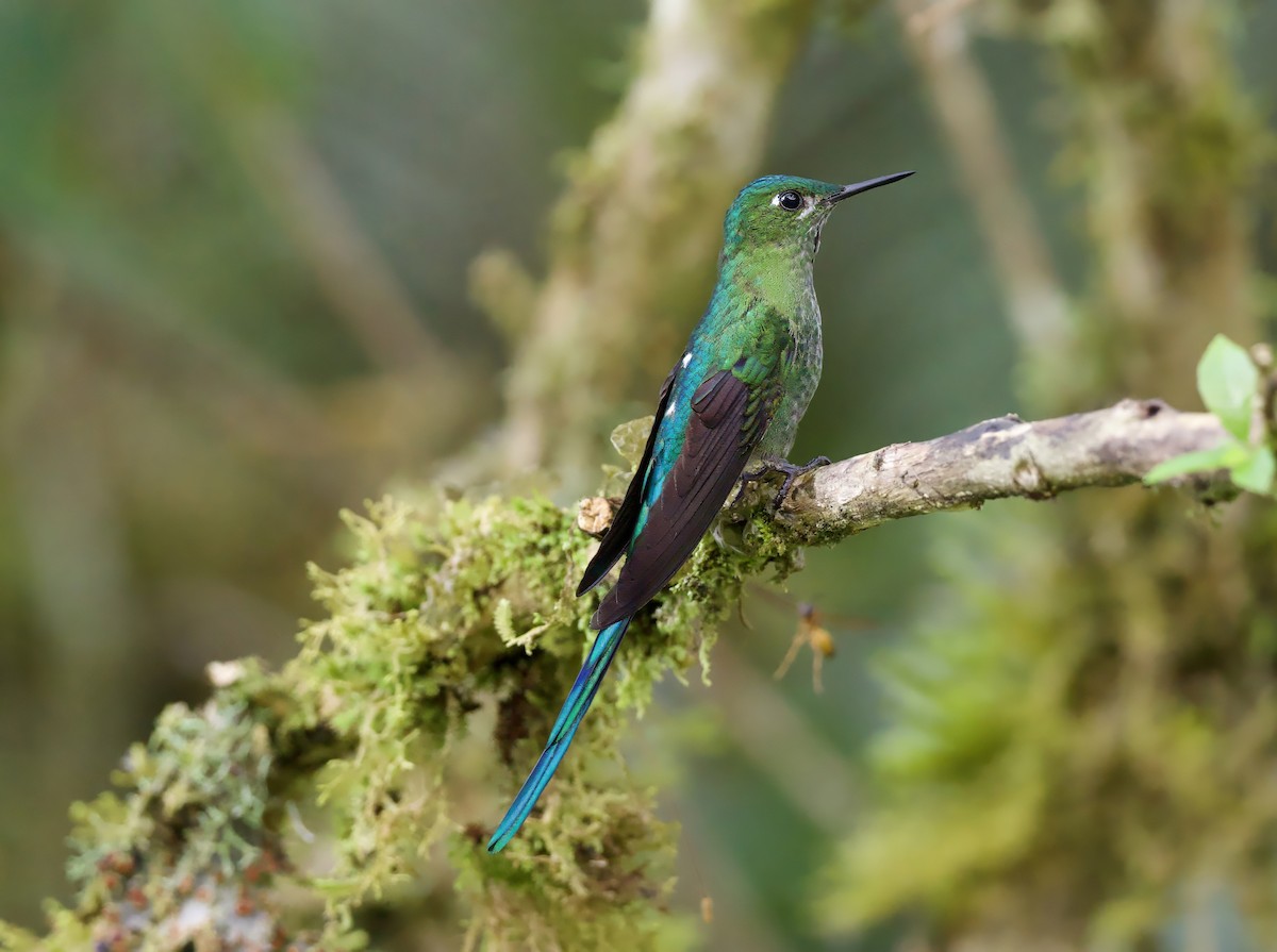 Long-tailed Sylph - ML629078643