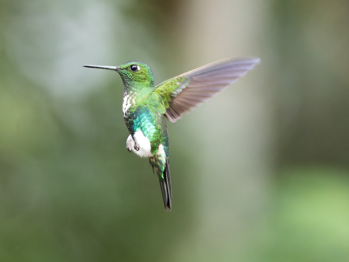 Emerald-bellied Puffleg - ML629078658