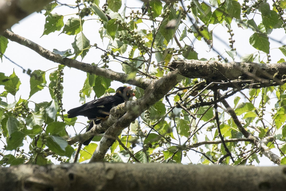 Common Hill Myna - ML629078660