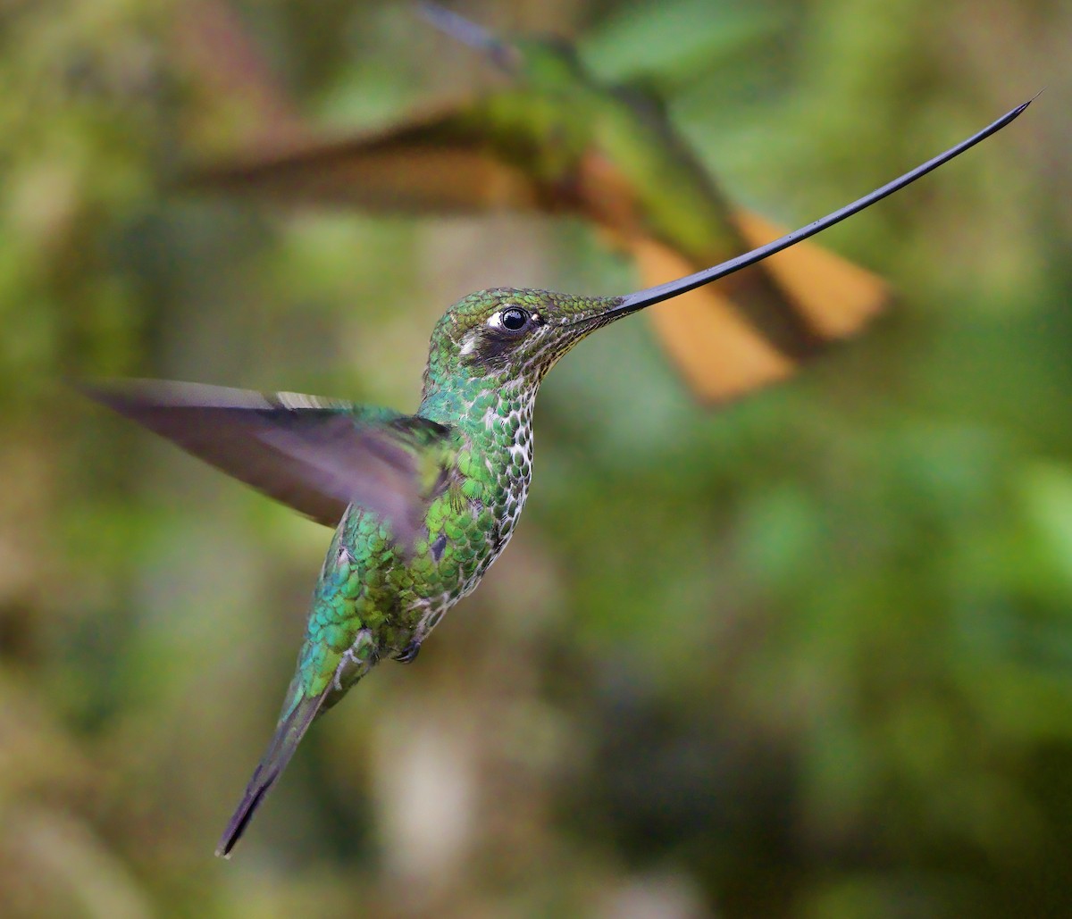 Sword-billed Hummingbird - ML629078698