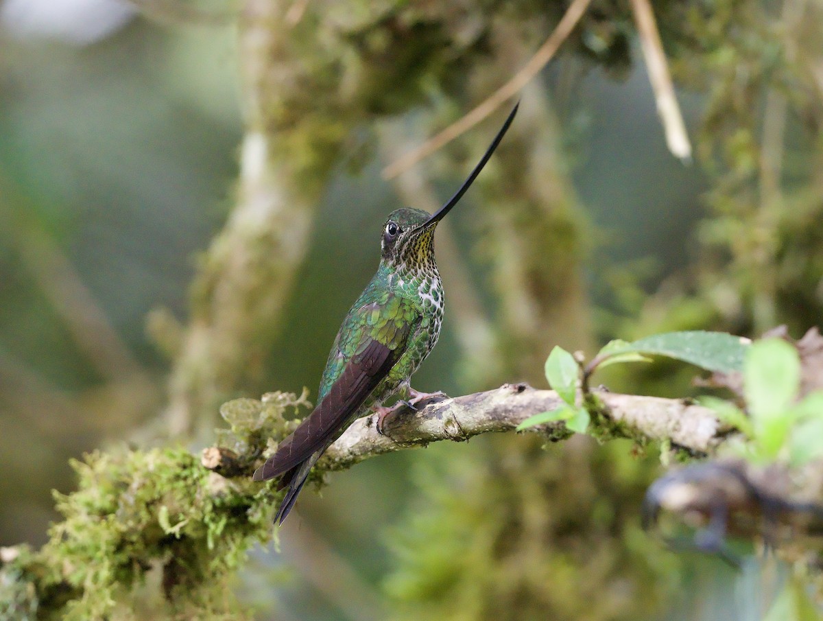 Sword-billed Hummingbird - ML629078704