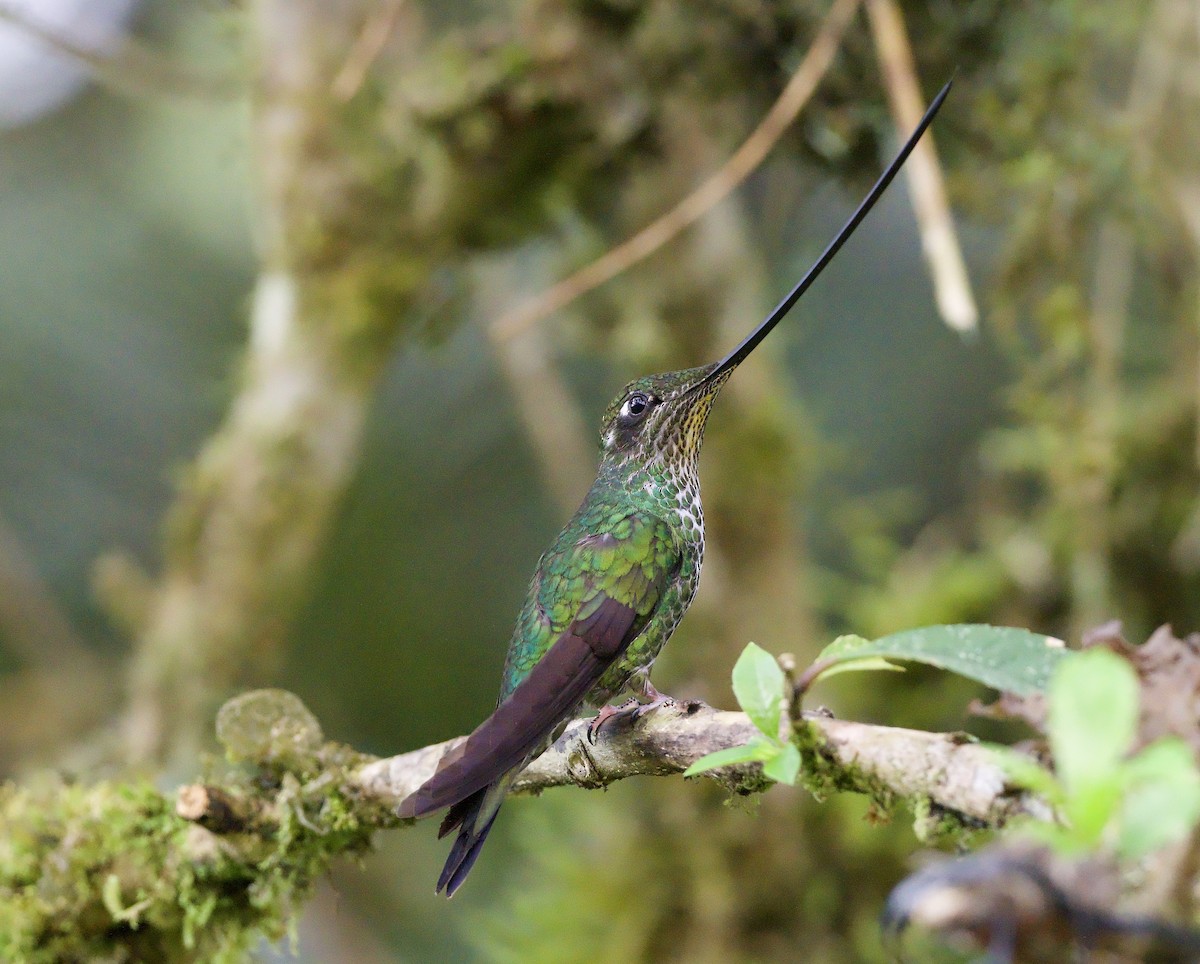 Sword-billed Hummingbird - ML629078705