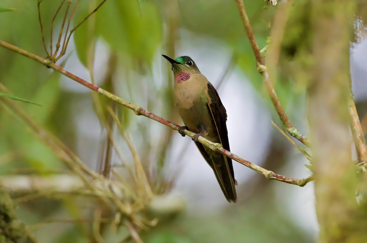 Fawn-breasted Brilliant - ML629078715