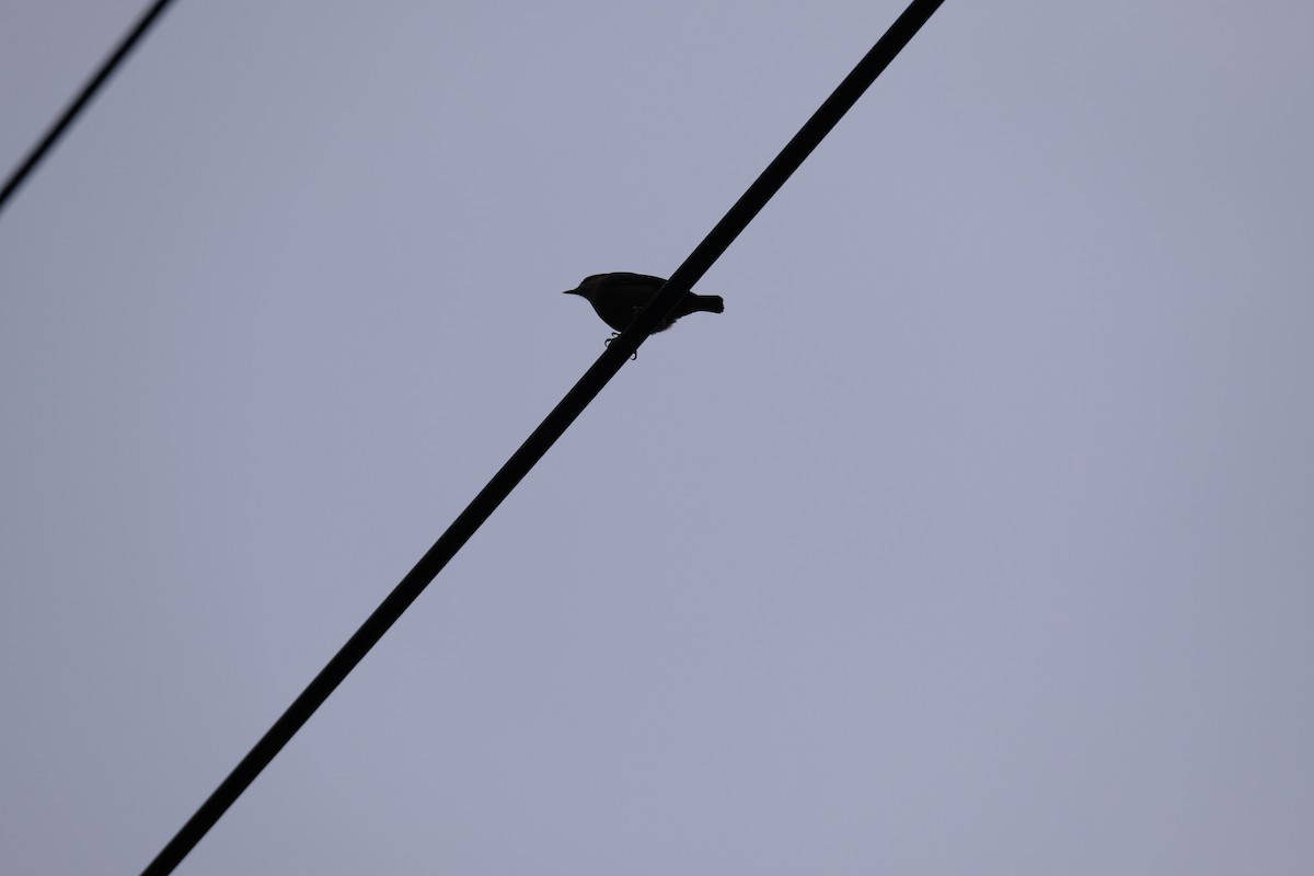 Eurasian Nuthatch (Chinese) - ML629078733