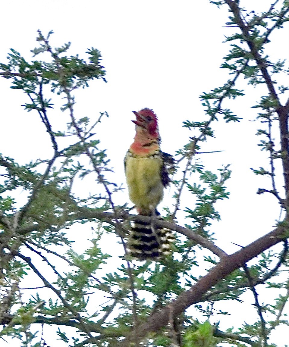 Red-and-yellow Barbet - ML629078734