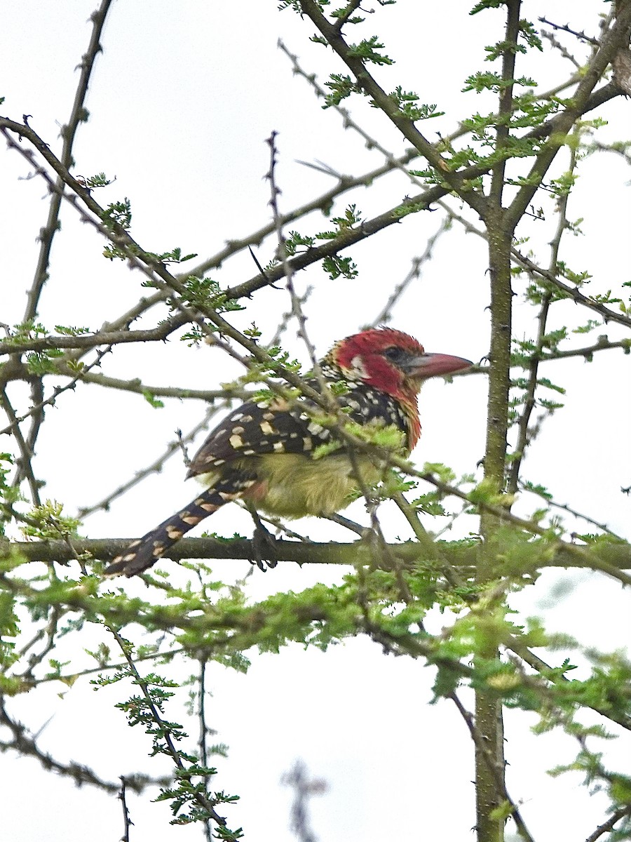 Red-and-yellow Barbet - ML629078735