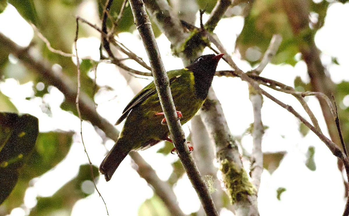 Green-and-black Fruiteater - ML629078736