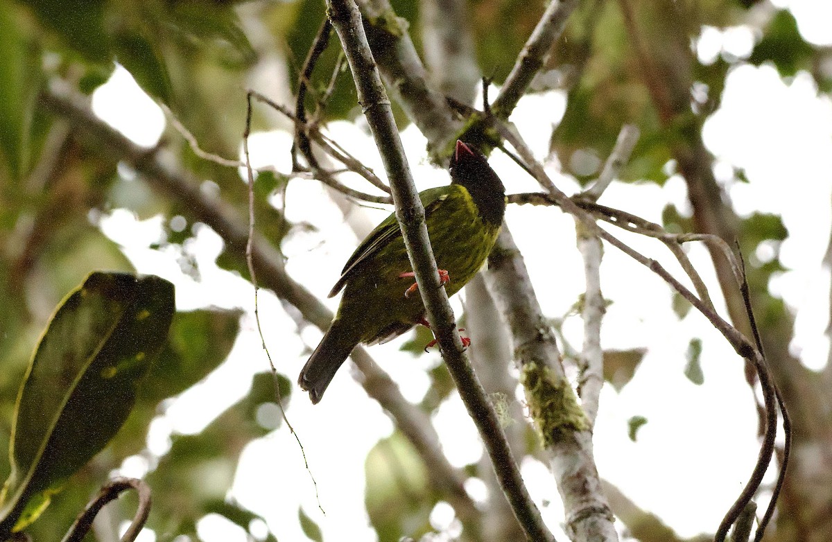 Green-and-black Fruiteater - ML629078737