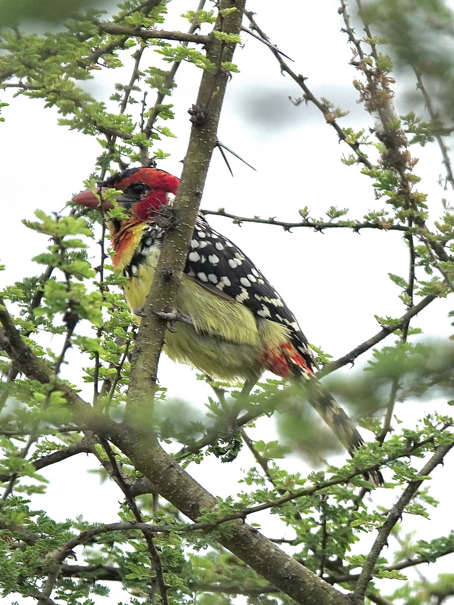 Red-and-yellow Barbet - ML629078749