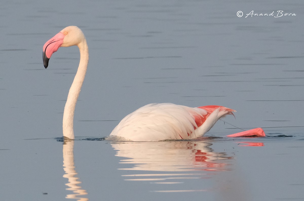 Greater Flamingo - ML629078833