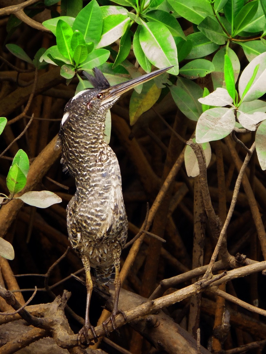 White-crested Tiger-Heron - ML629078952