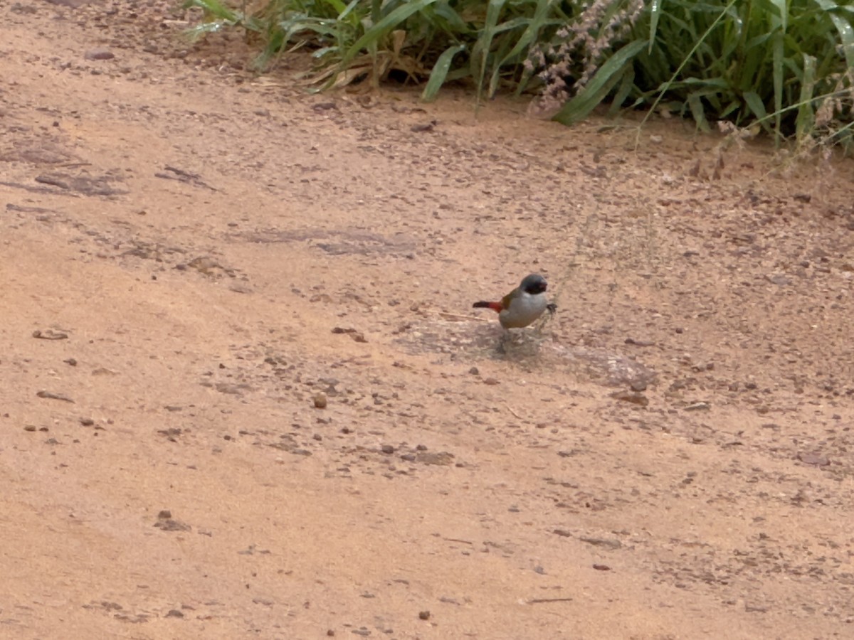 Swee Waxbill - ML629079010
