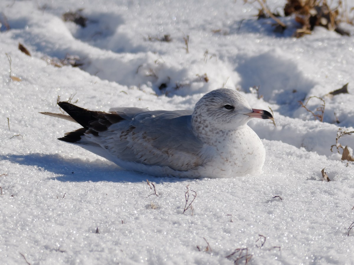 Ring-billed Gull - ML629079094