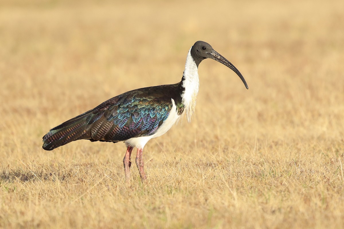 Straw-necked Ibis - ML629079102