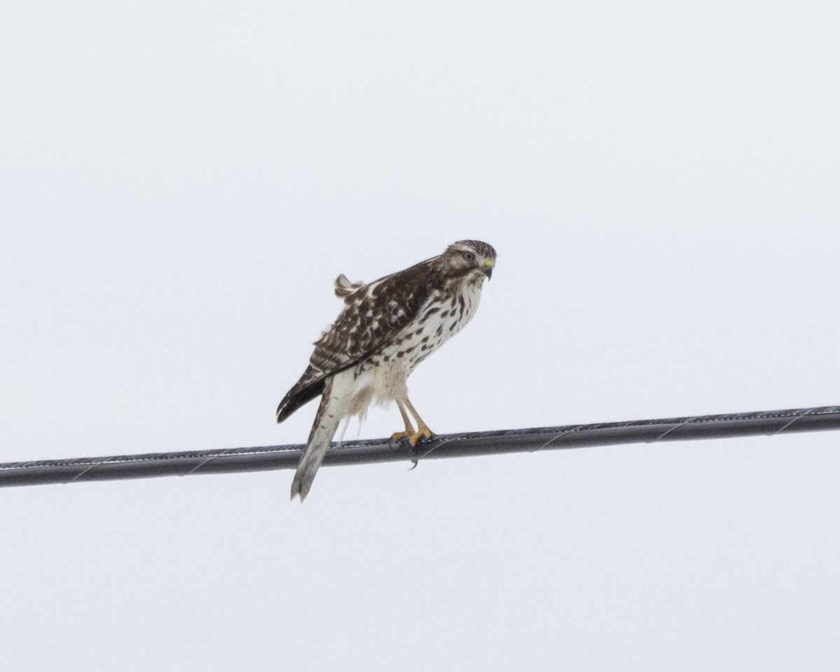 Busardo Pechirrojo - ML629079113