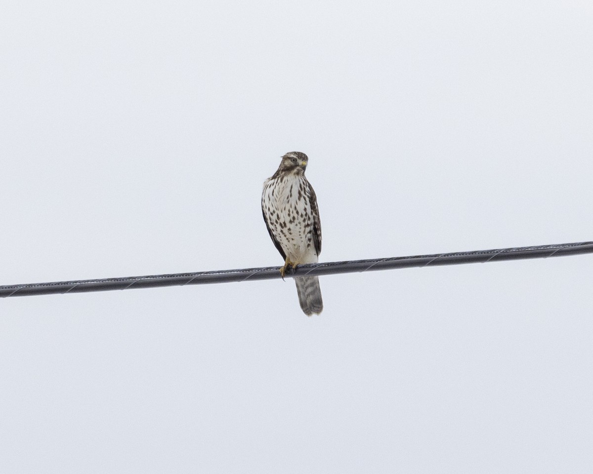 Busardo Pechirrojo - ML629079114