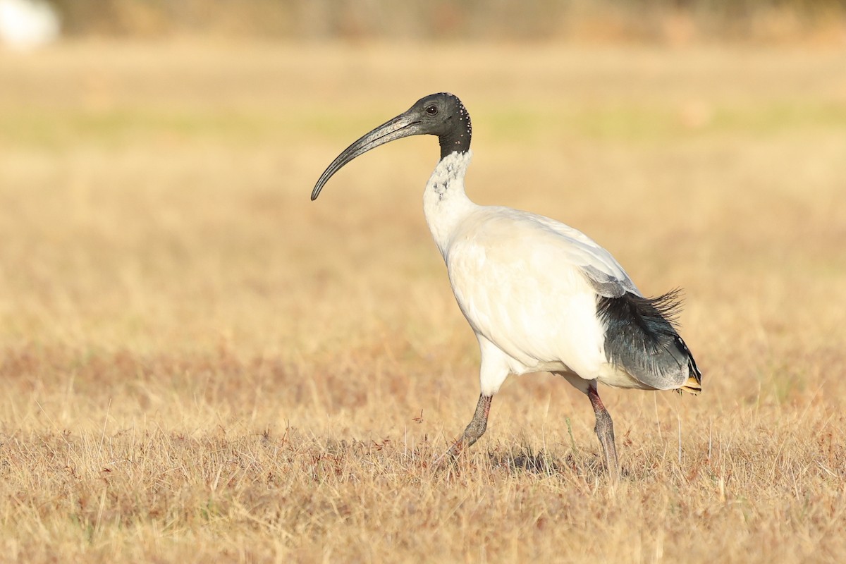 Australian Ibis - ML629079117