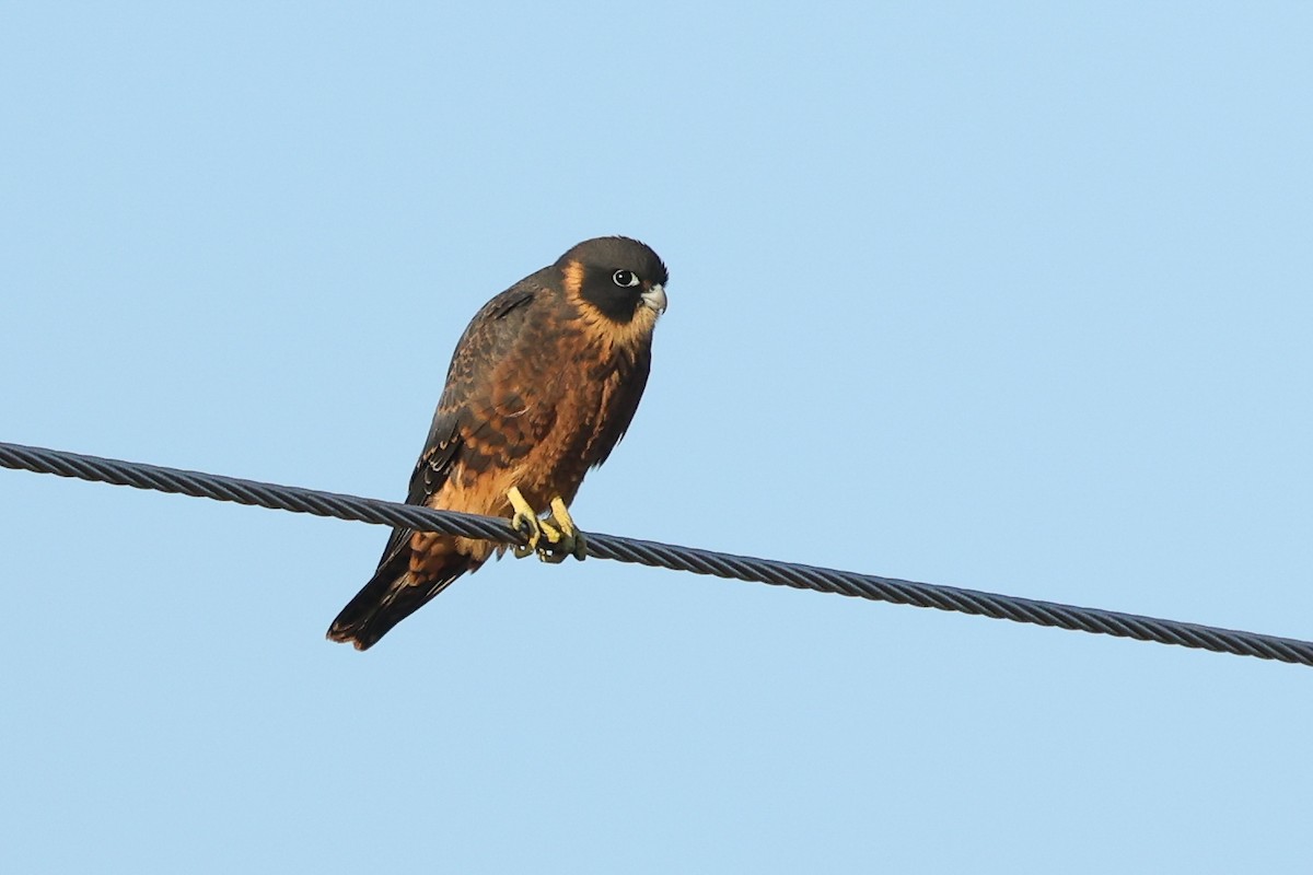 Australian Hobby - ML629079157