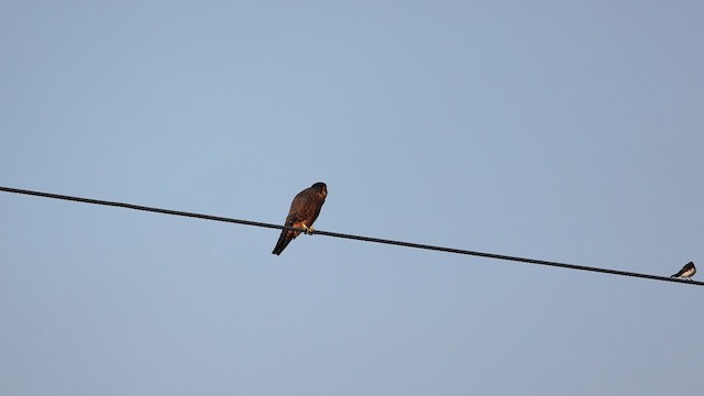 Australian Hobby - ML629079172