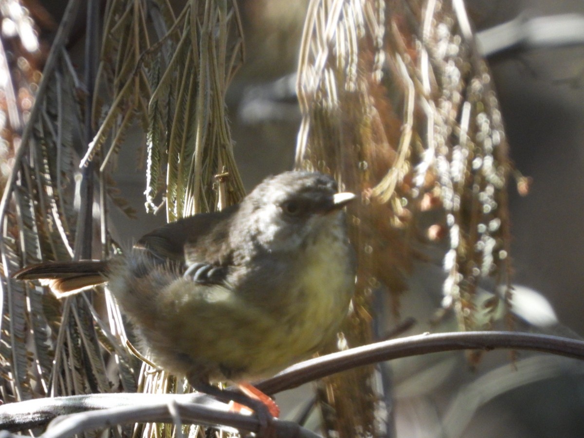 White-browed Scrubwren - ML629079239