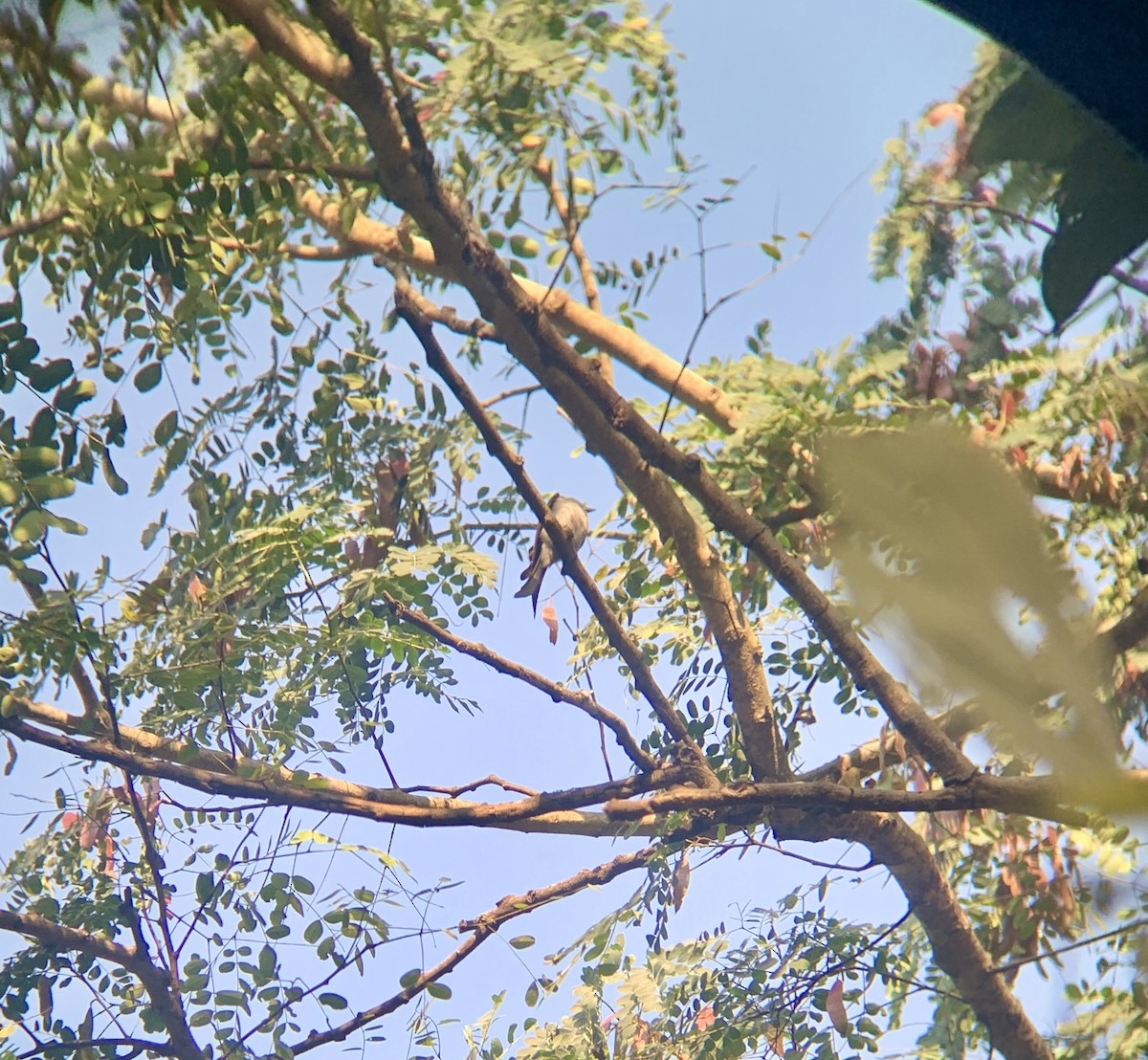 Graubrustdrongo - ML629079240