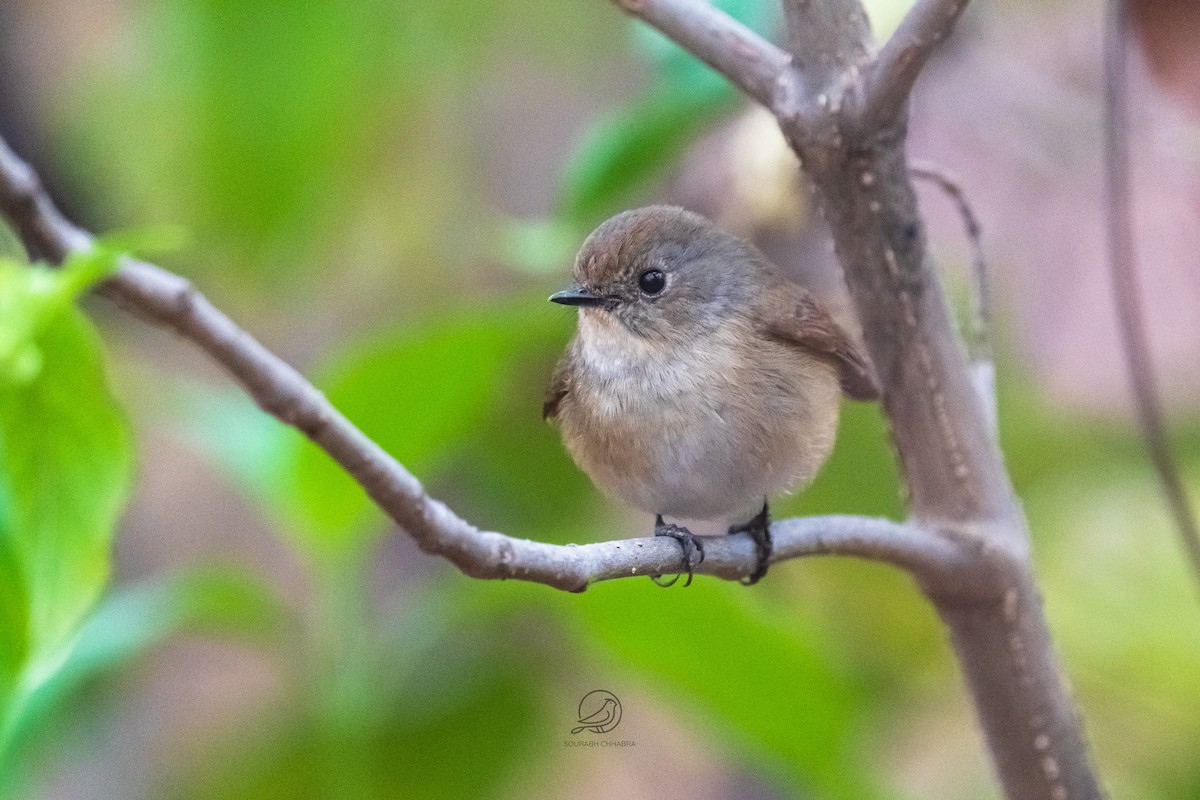 Gobemouche bleu-ardoise - ML629079284