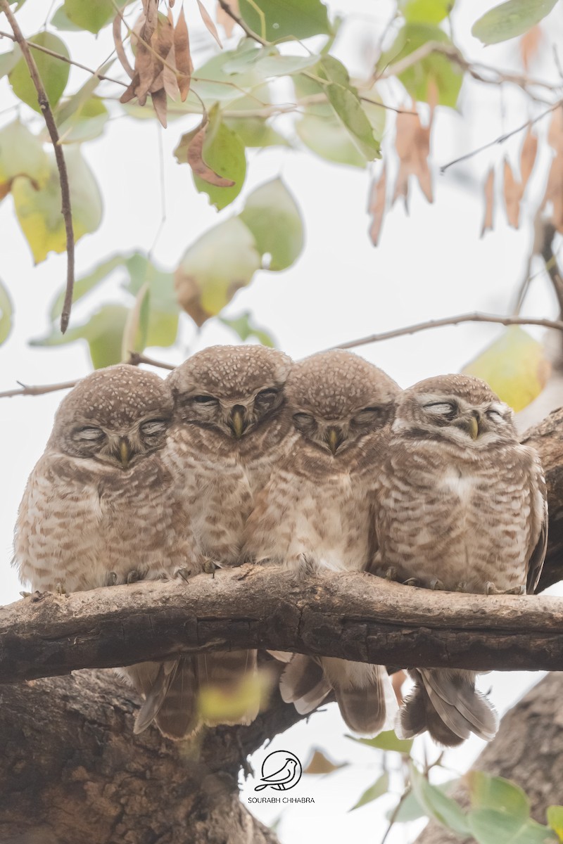 Chevêche brame - ML629079290