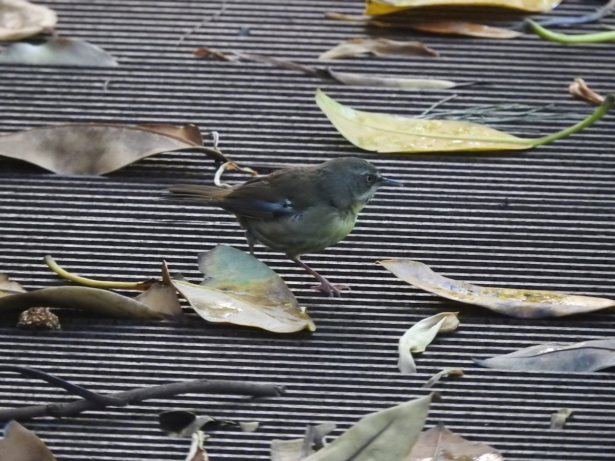 White-browed Scrubwren - ML629079297