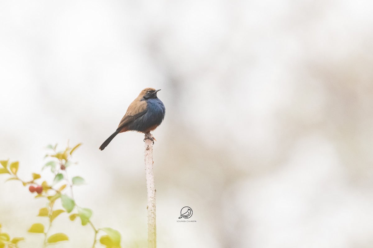 Shama indien - ML629079336