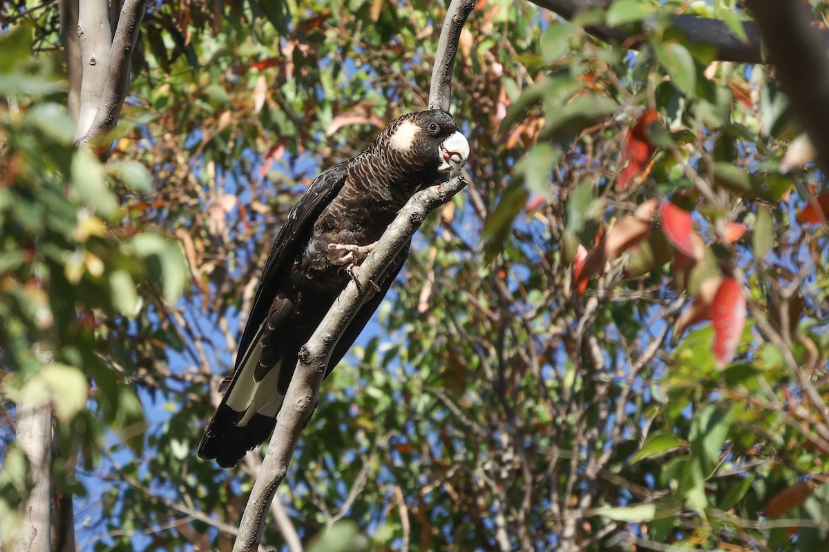 Baudin's Black-Cockatoo - ML629079375