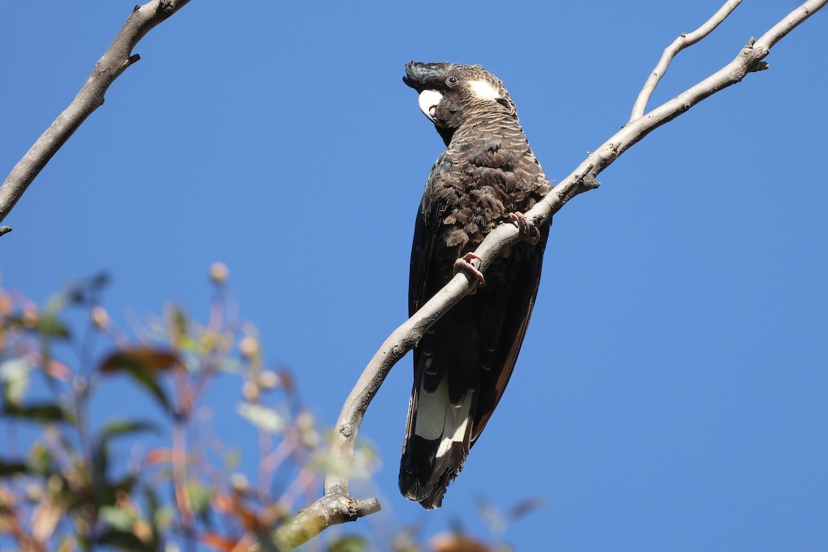 Baudin's Black-Cockatoo - ML629079376