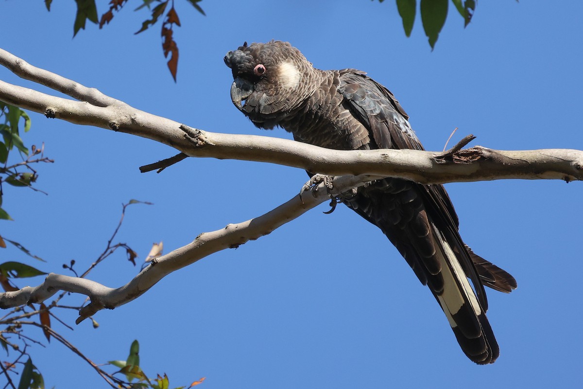 Baudin's Black-Cockatoo - ML629079377