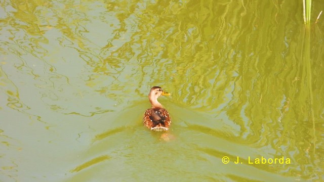 Canard colvert - ML629079399