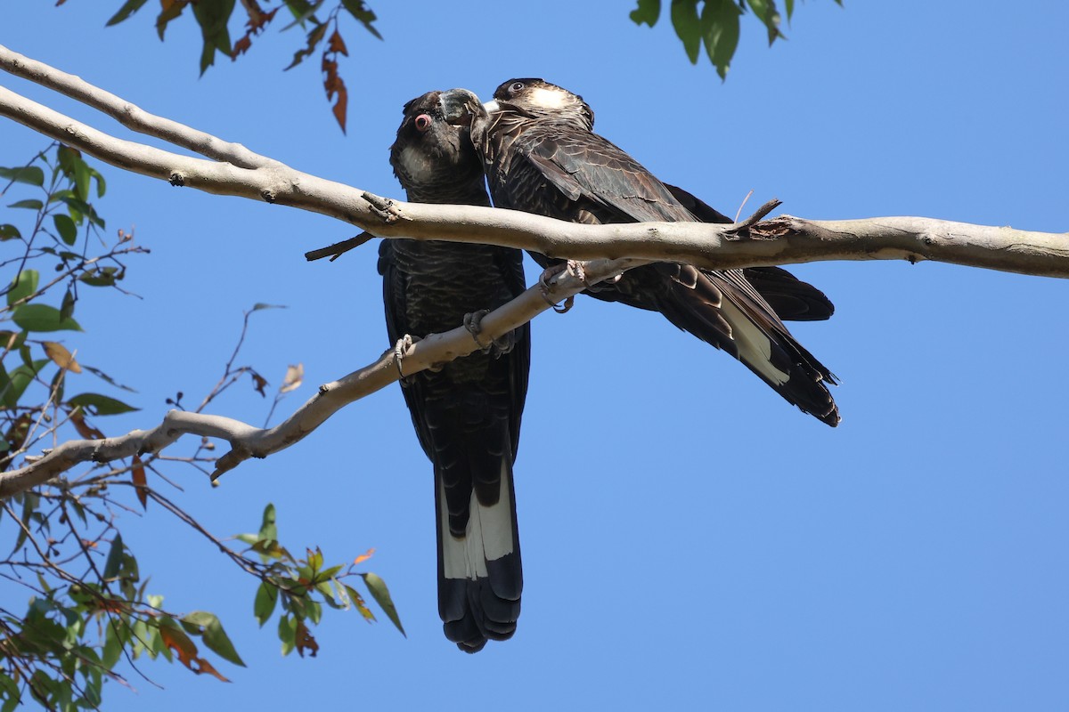 Baudin's Black-Cockatoo - ML629079403