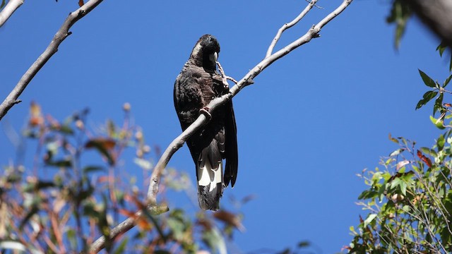 Baudin's Black-Cockatoo - ML629079411