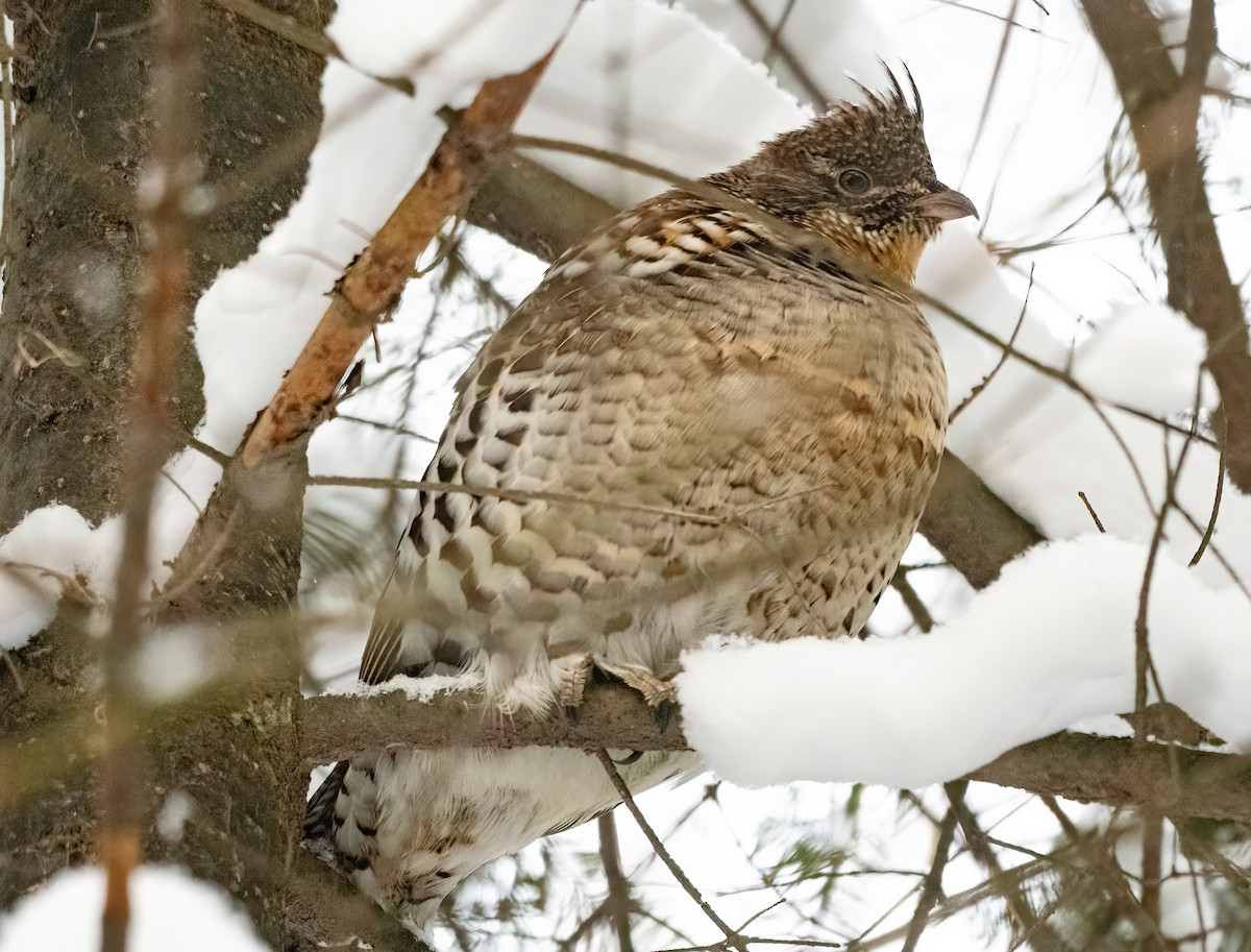 Ruffed Grouse - ML629079433