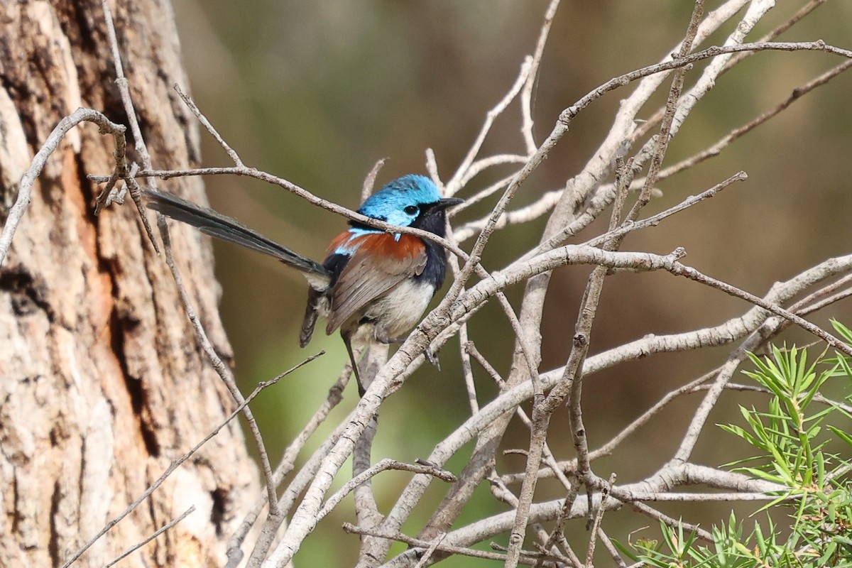 Red-winged Fairywren - ML629079511