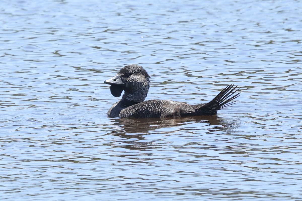 Musk Duck - ML629079520